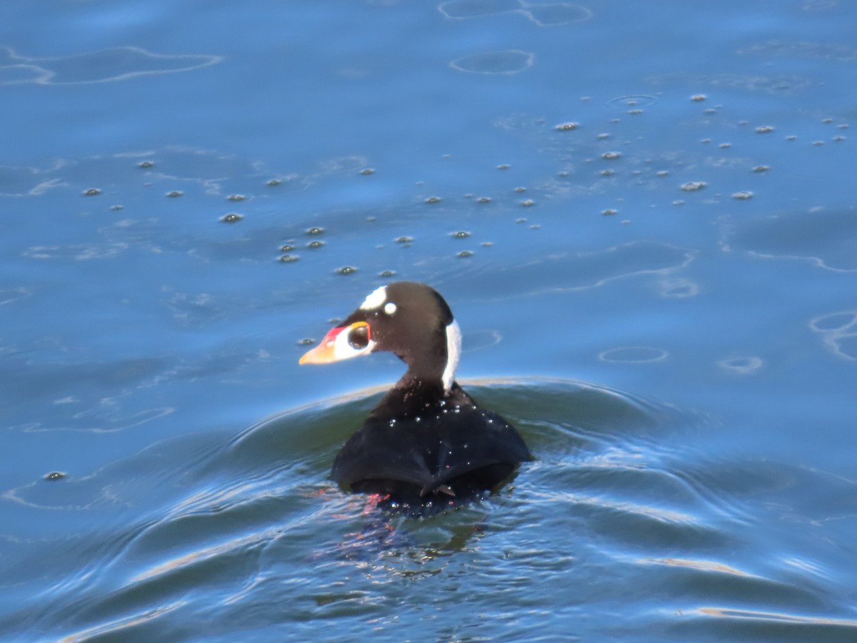Surf Scoter - ML646197891