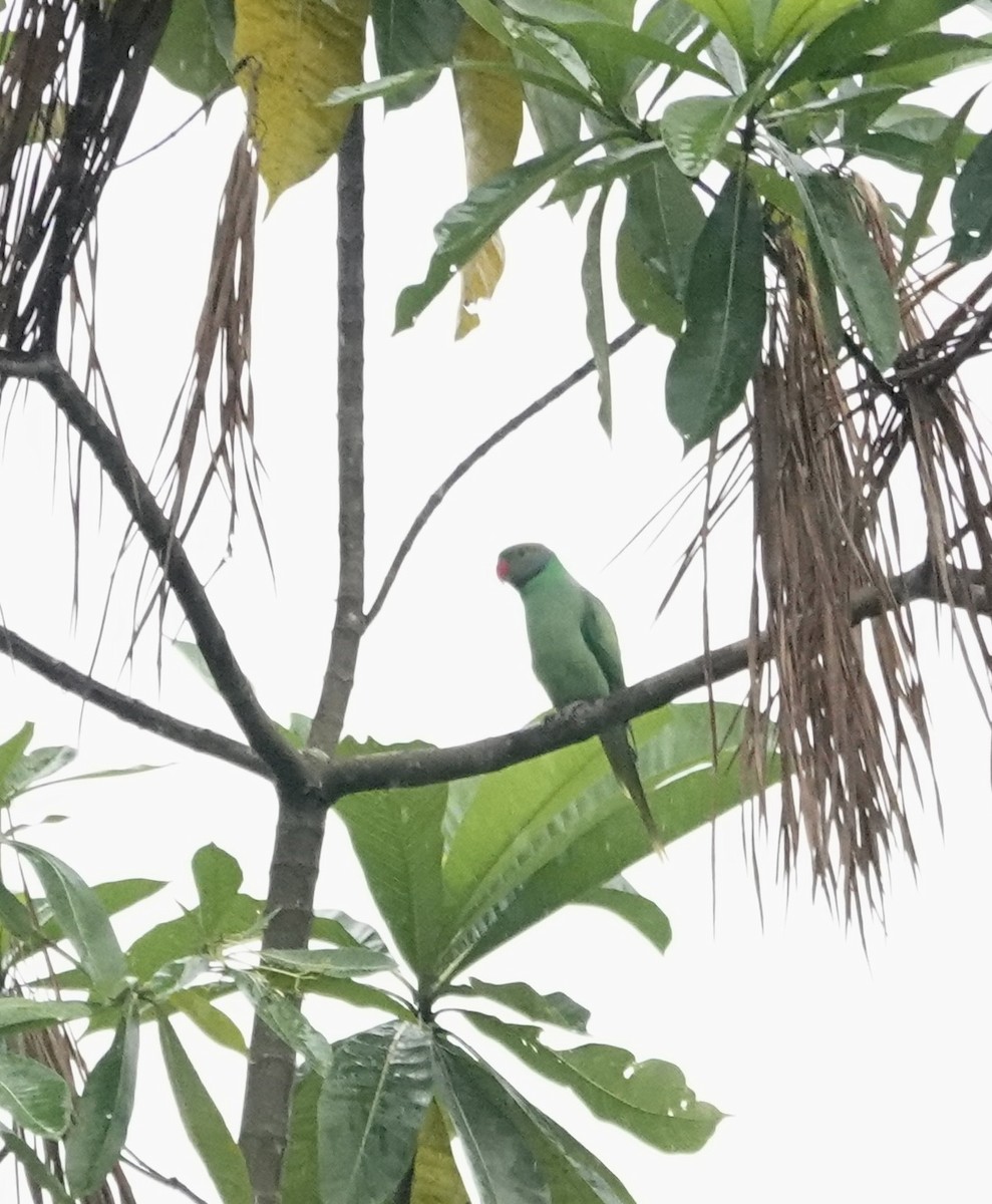 alexandr smaragdový - ML646197893