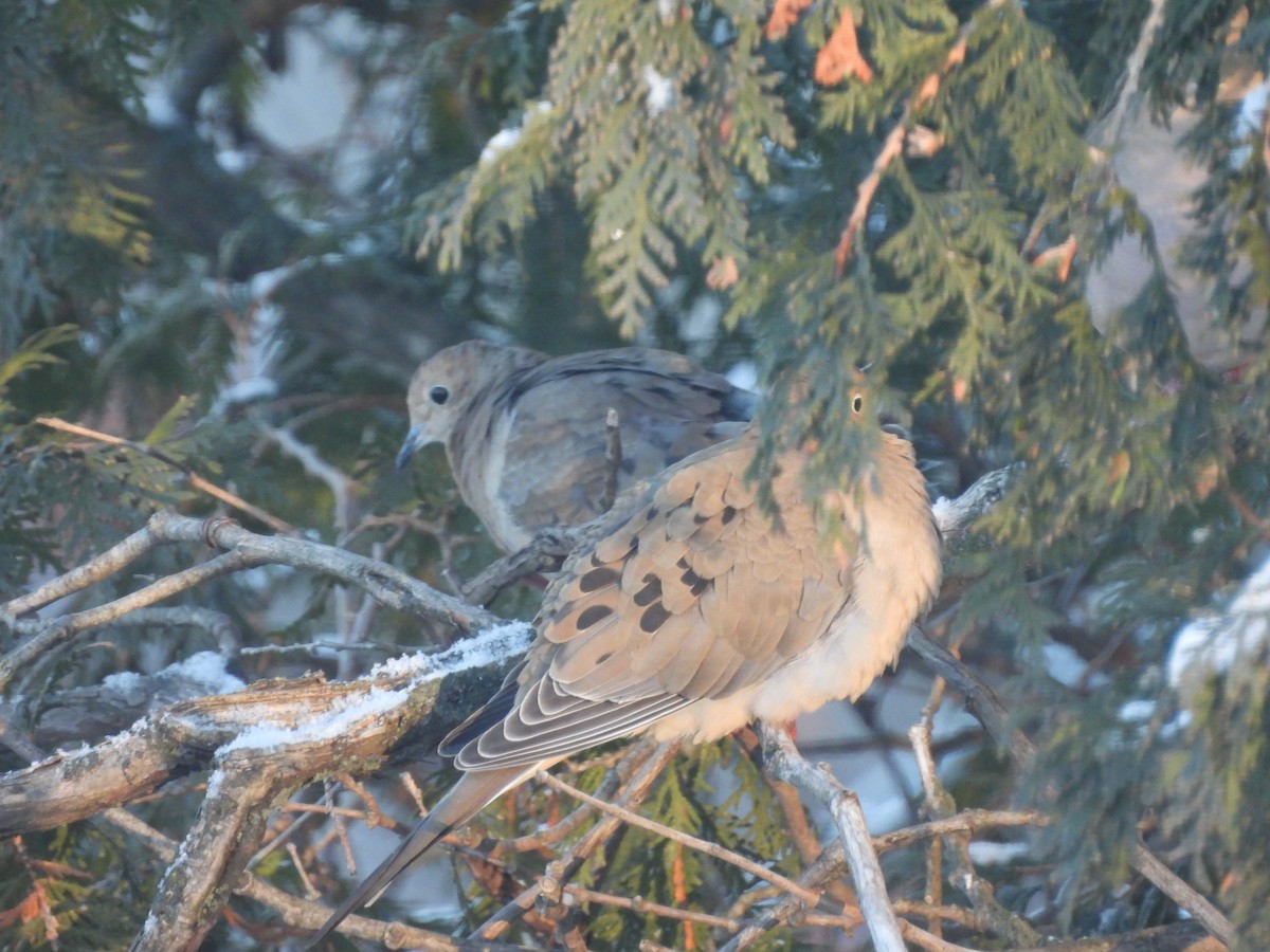 Mourning Dove - ML646197903