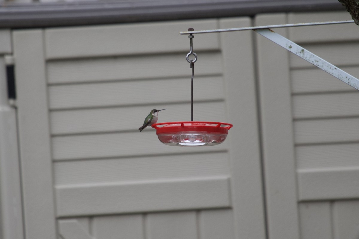 Ruby-throated Hummingbird - ML646197904