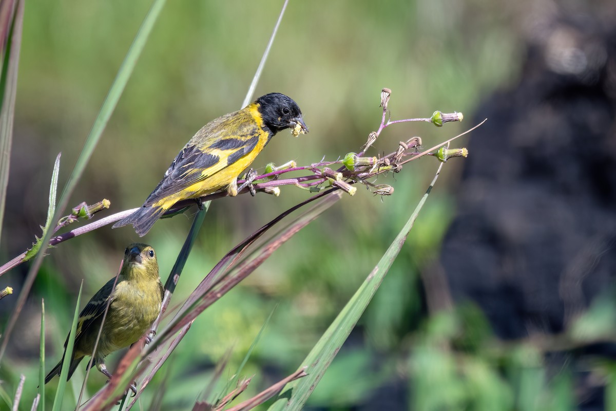 Hooded Siskin - ML646197907