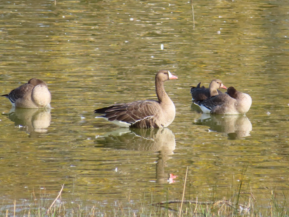 Greater White-fronted Goose - ML646197908
