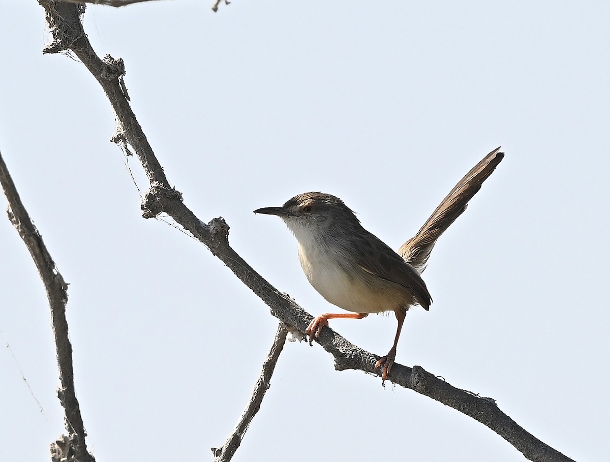 Graceful Prinia - ML646197909