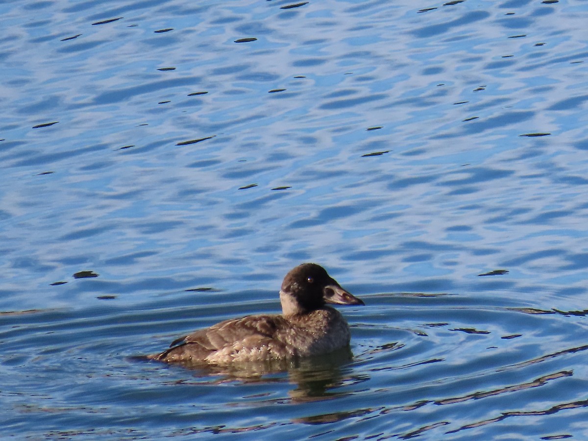 Surf Scoter - ML646197910