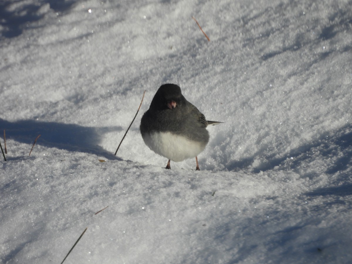 Dark-eyed Junco - ML646197918