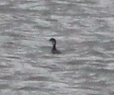 potápka černokrká - ML646197921