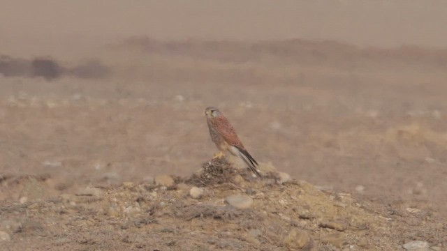 poštolka obecná - ML646197922