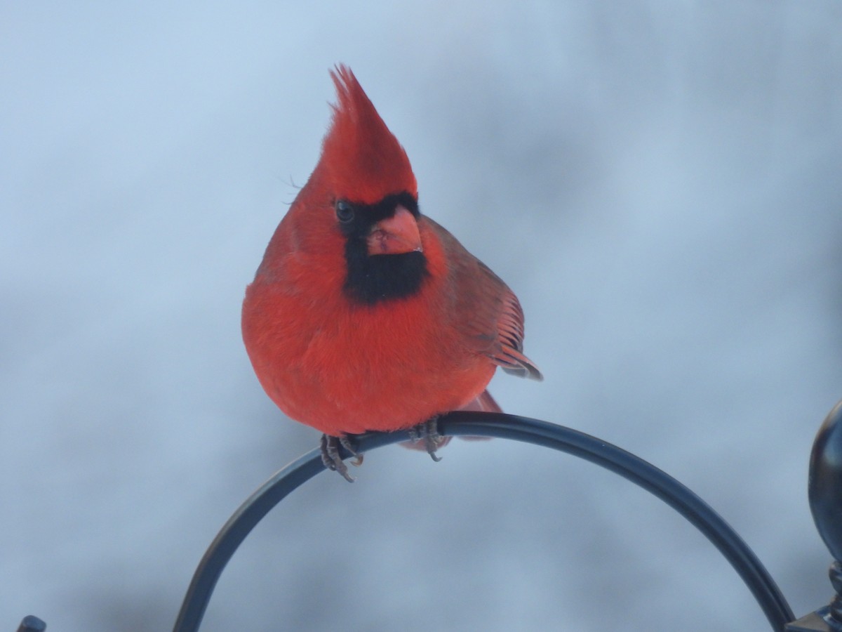 Northern Cardinal - ML646197925