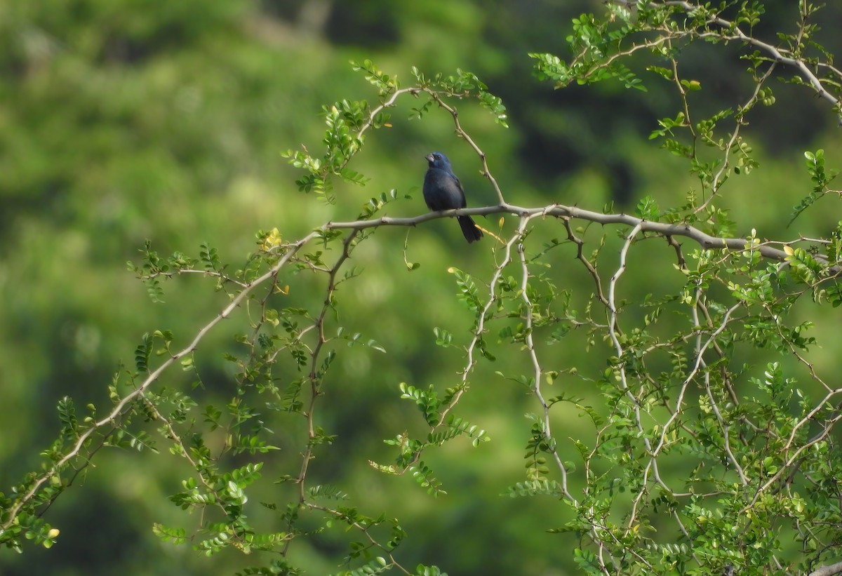 Ultramarine Grosbeak - ML646197926