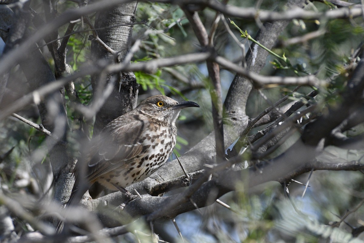 Gray Thrasher - ML646197927