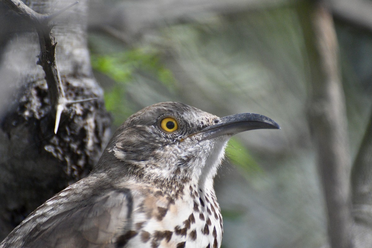 Gray Thrasher - ML646197928