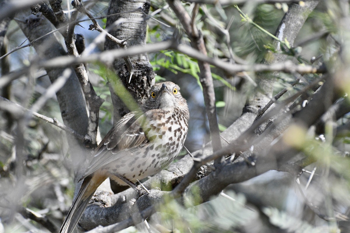 Gray Thrasher - ML646197929