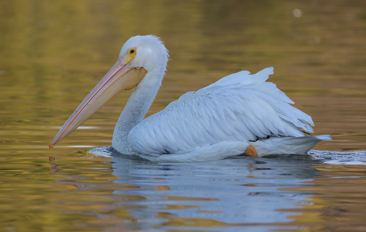 American White Pelican - ML646197930