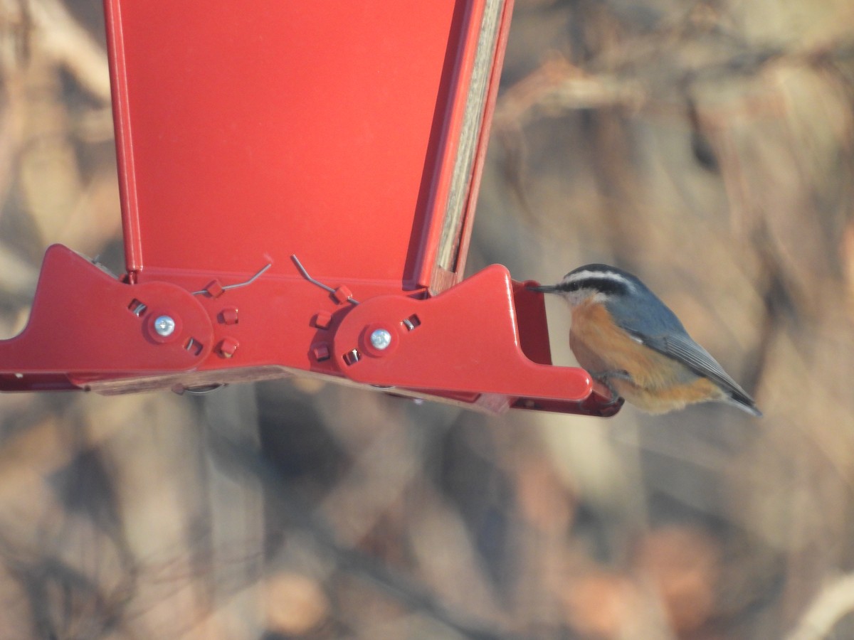 Red-breasted Nuthatch - ML646197933