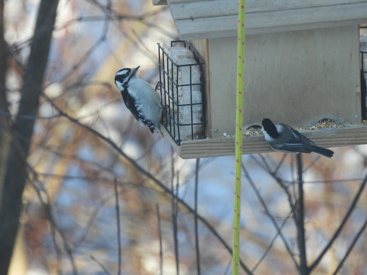 Downy Woodpecker - ML646197938