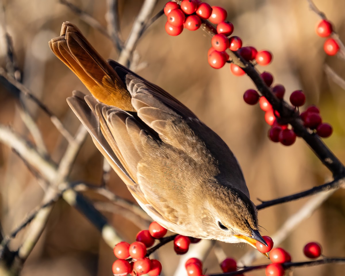 Hermit Thrush - ML646197941