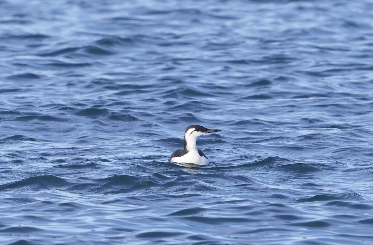 alkoun úzkozobý - ML646197947