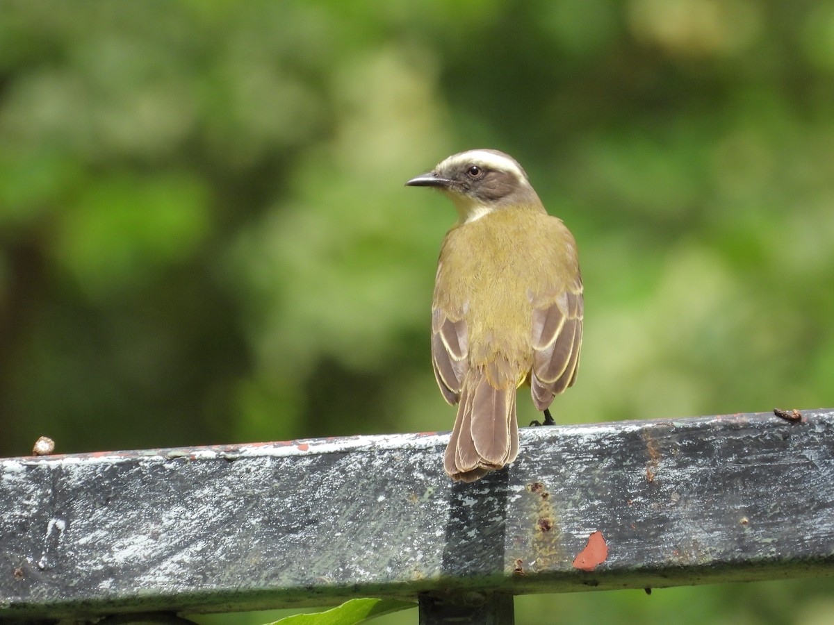 Tyran sociable - ML646197950