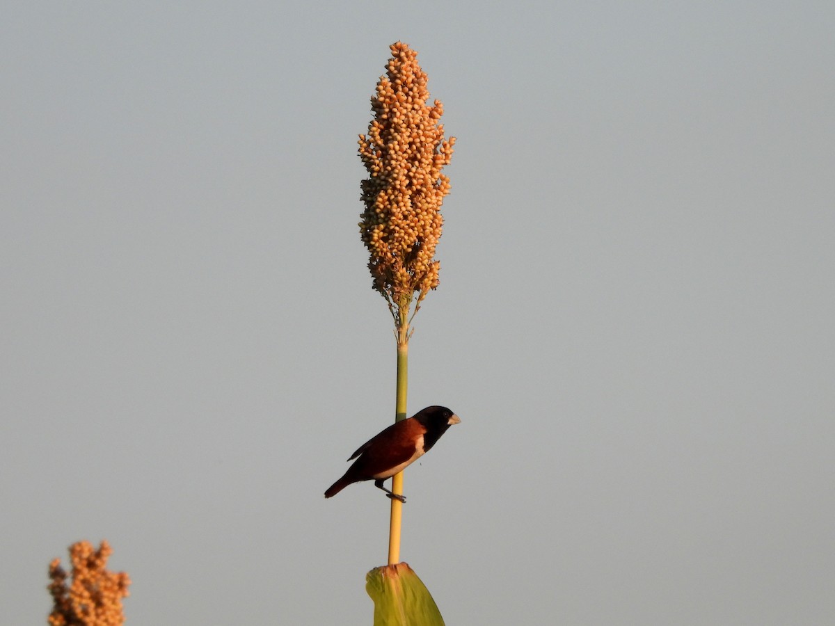 Tricolored Munia - ML646197956