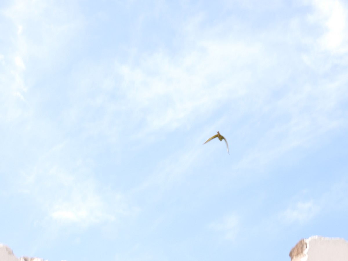 Ластівка сільська - ML646197959