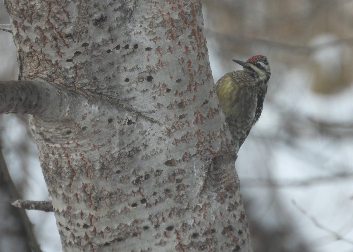 Yellow-bellied Sapsucker - ML646197960