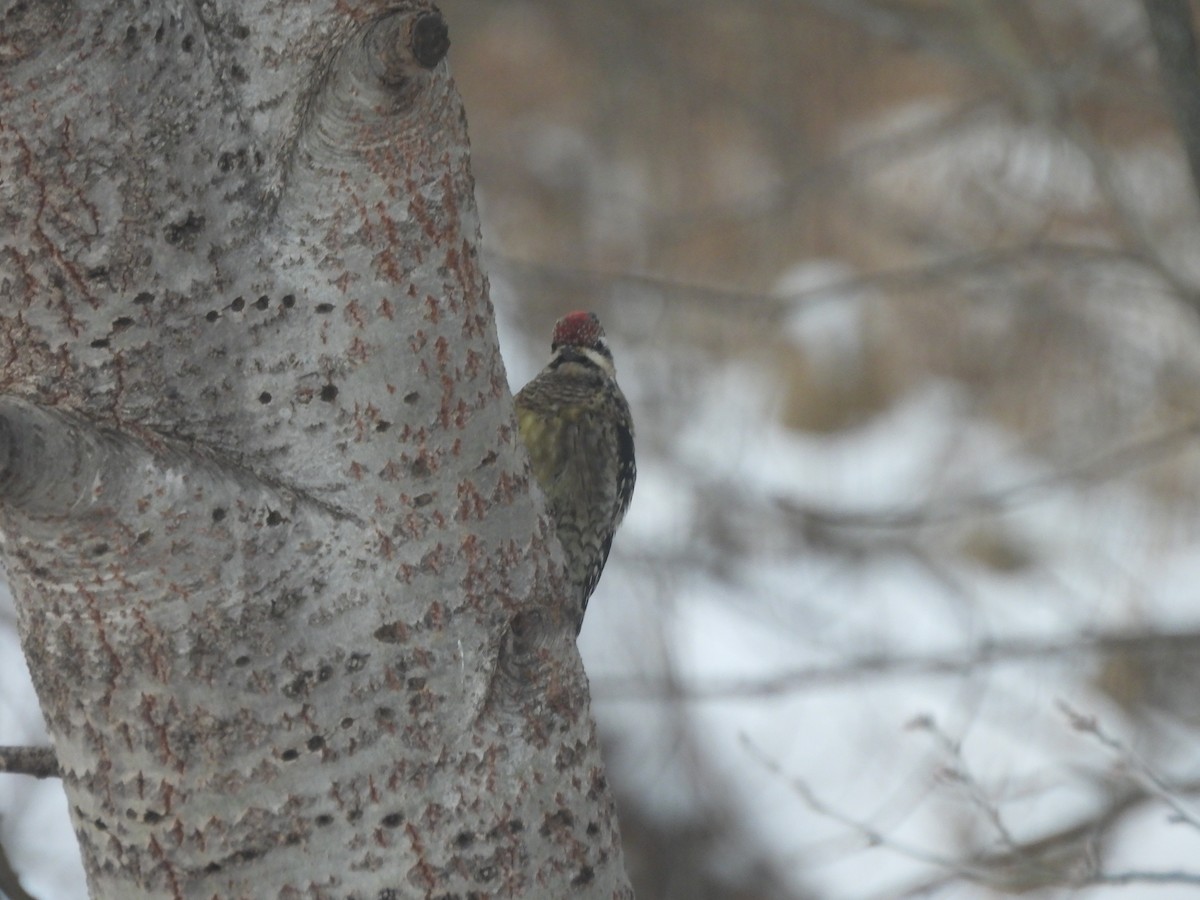 Yellow-bellied Sapsucker - ML646197962