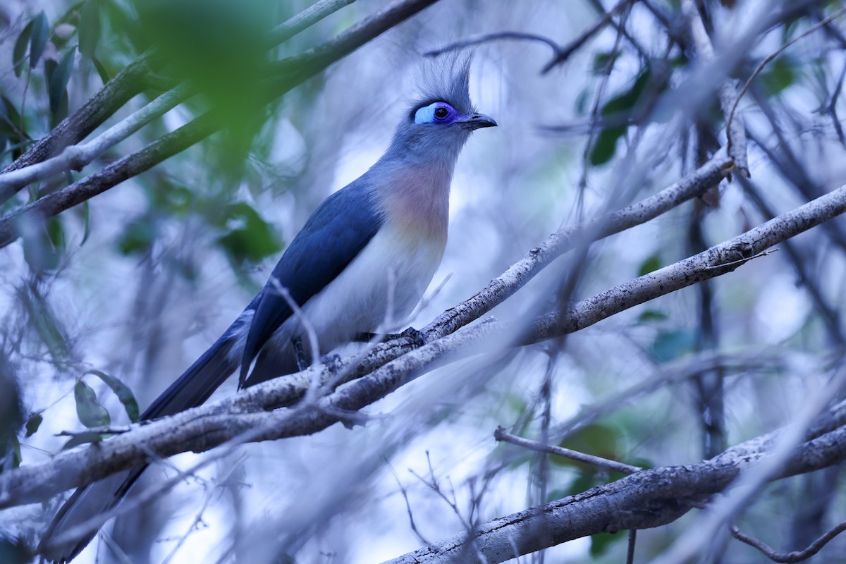 Tepeli Kua - ML646197963