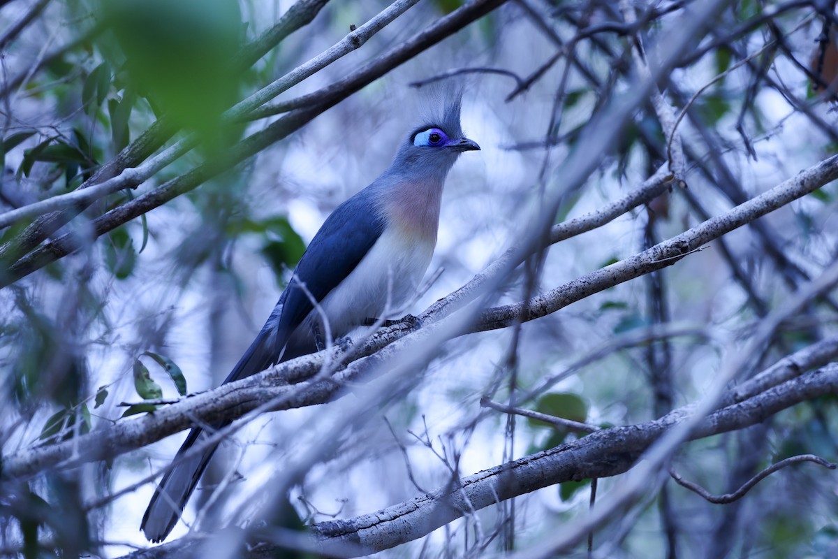 Tepeli Kua - ML646197964