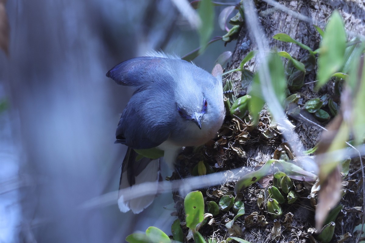 Tepeli Kua - ML646197965