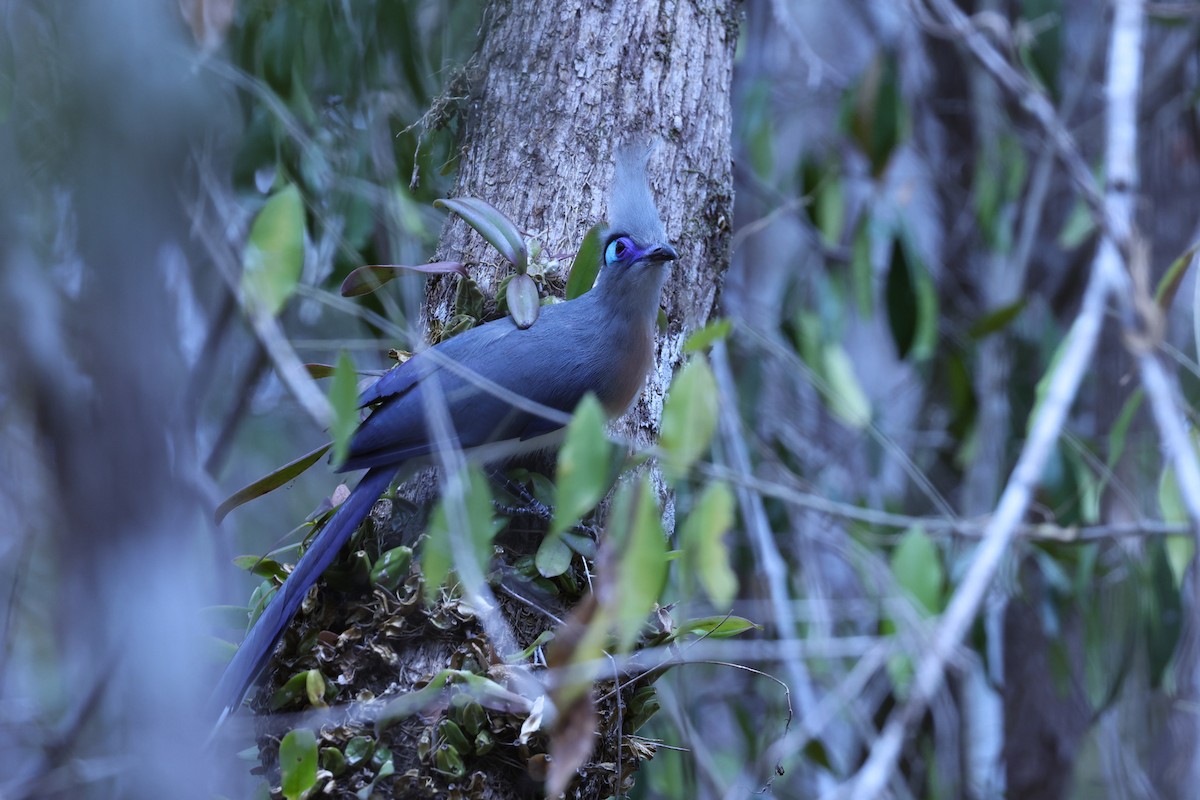 Tepeli Kua - ML646197966