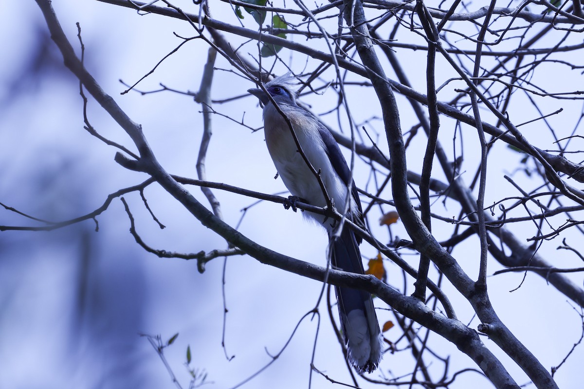 Tepeli Kua - ML646197967