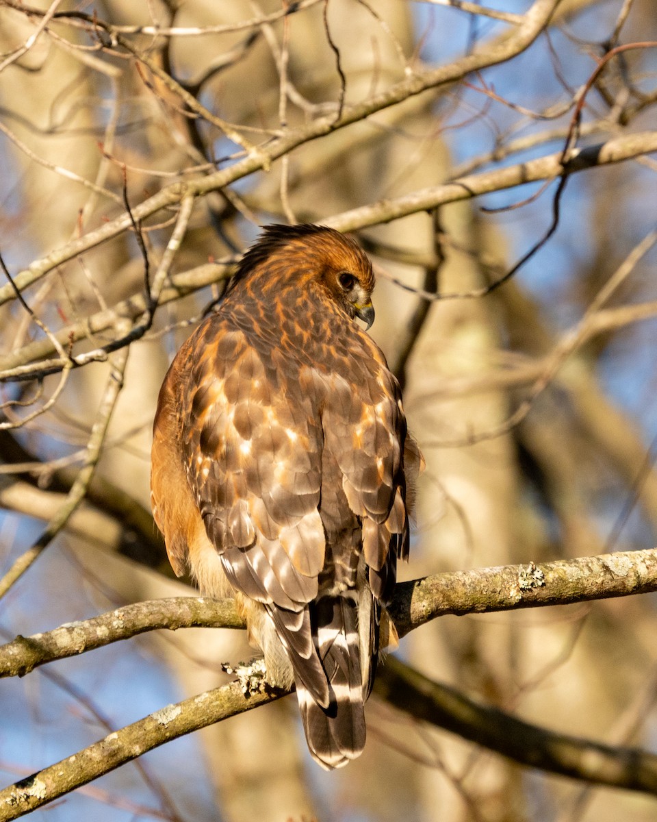 Red-shouldered Hawk - ML646197970