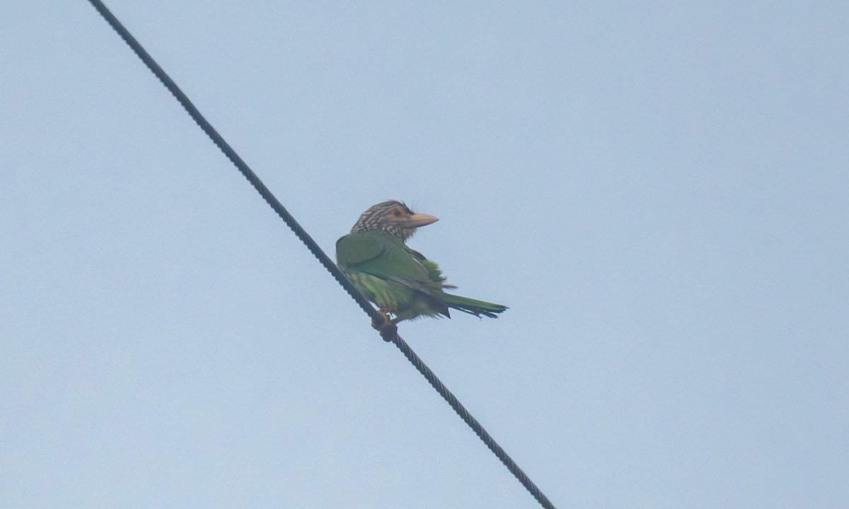 シロボシオオゴシキドリ - ML646197971