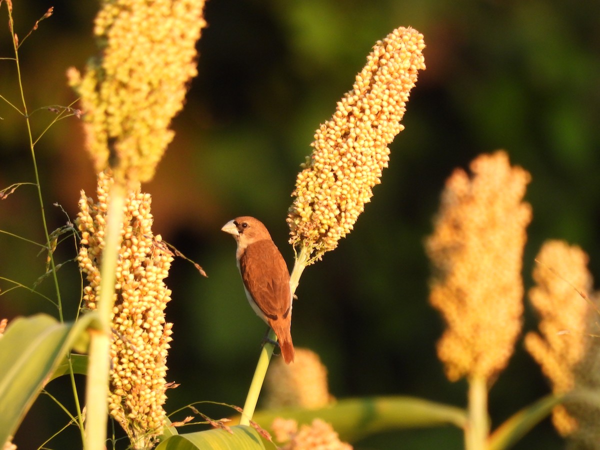 Tricolored Munia - ML646197973