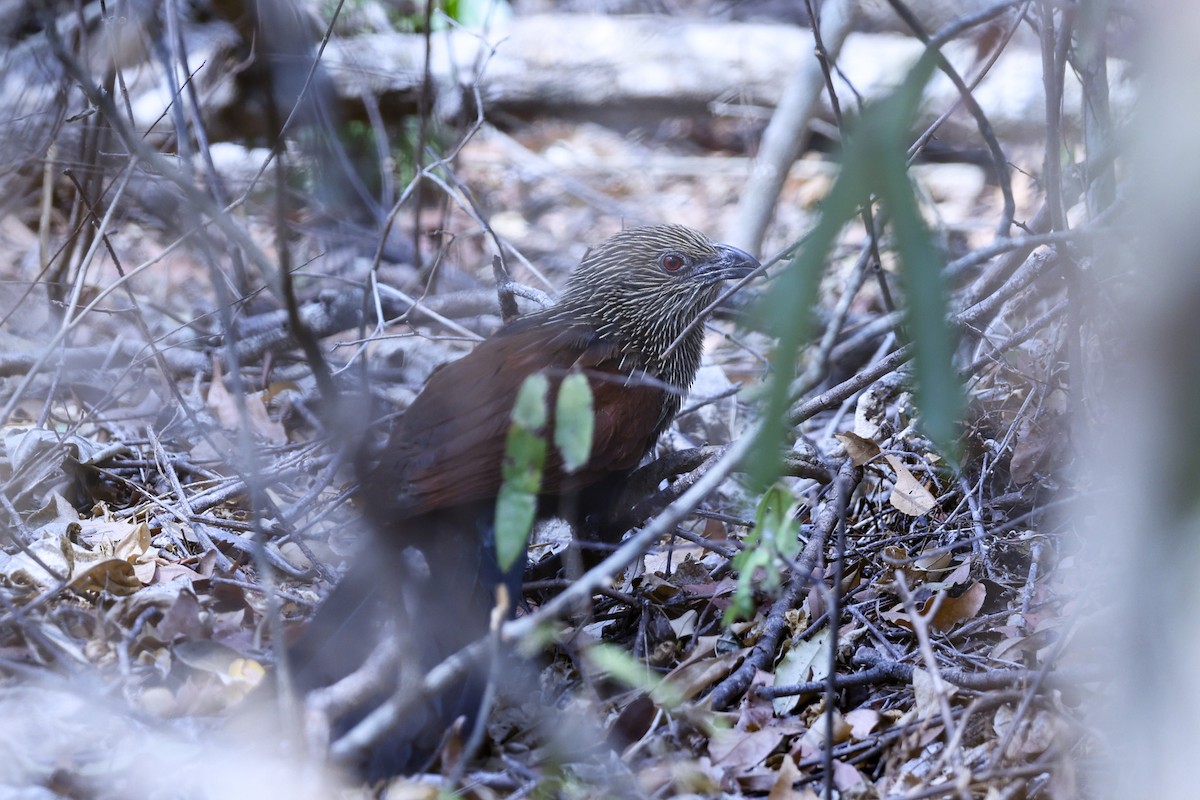 Malagasy Coucal - ML646197979