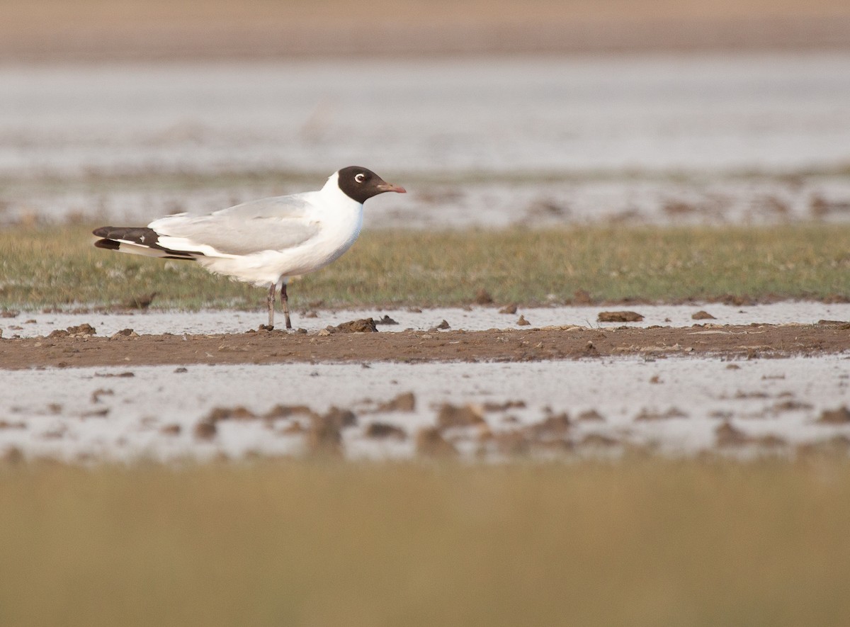 Andean Gull - ML646197980