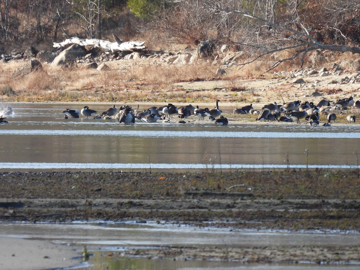 Branta kanadar handia - ML646197982