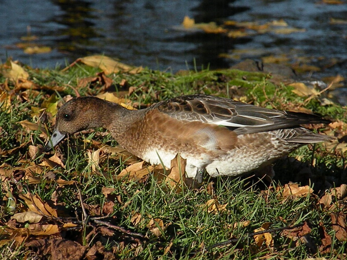 Eurasian Wigeon - ML646197983