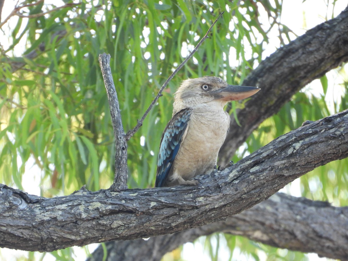 Blue-winged Kookaburra - ML646197987