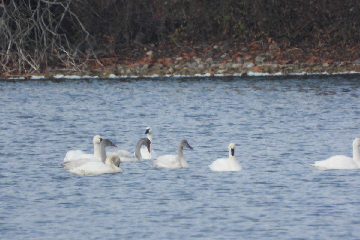 Tundra Swan - ML646197992