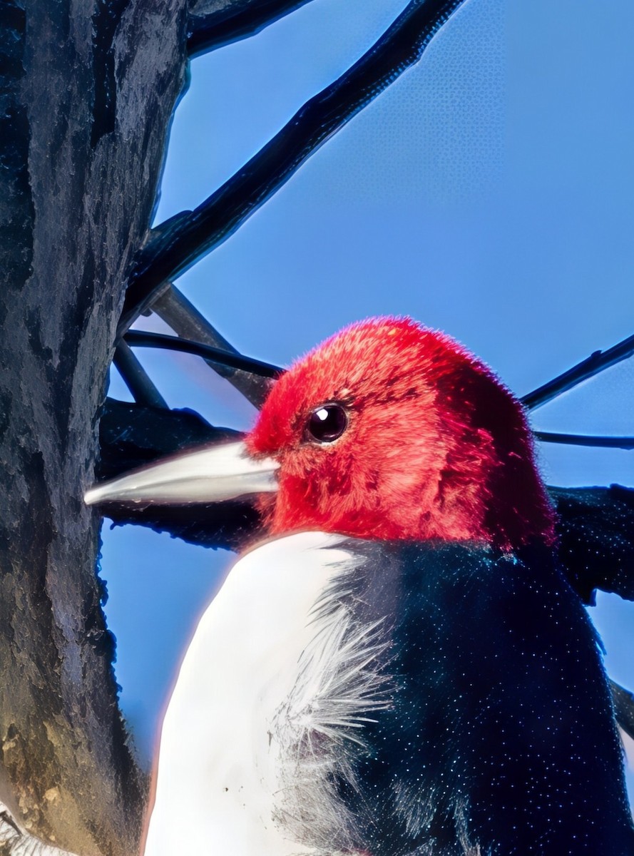 Red-headed Woodpecker - ML646197993