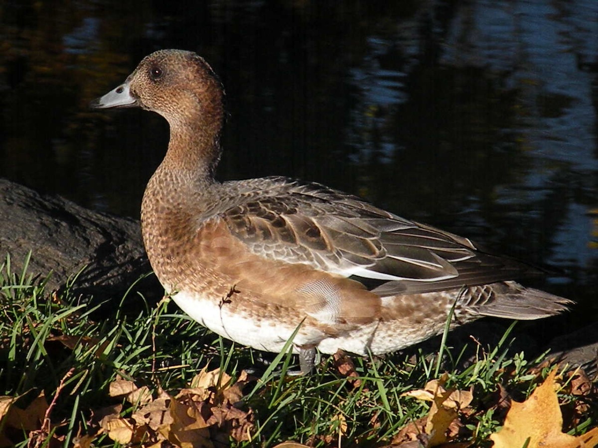 Eurasian Wigeon - ML646197994