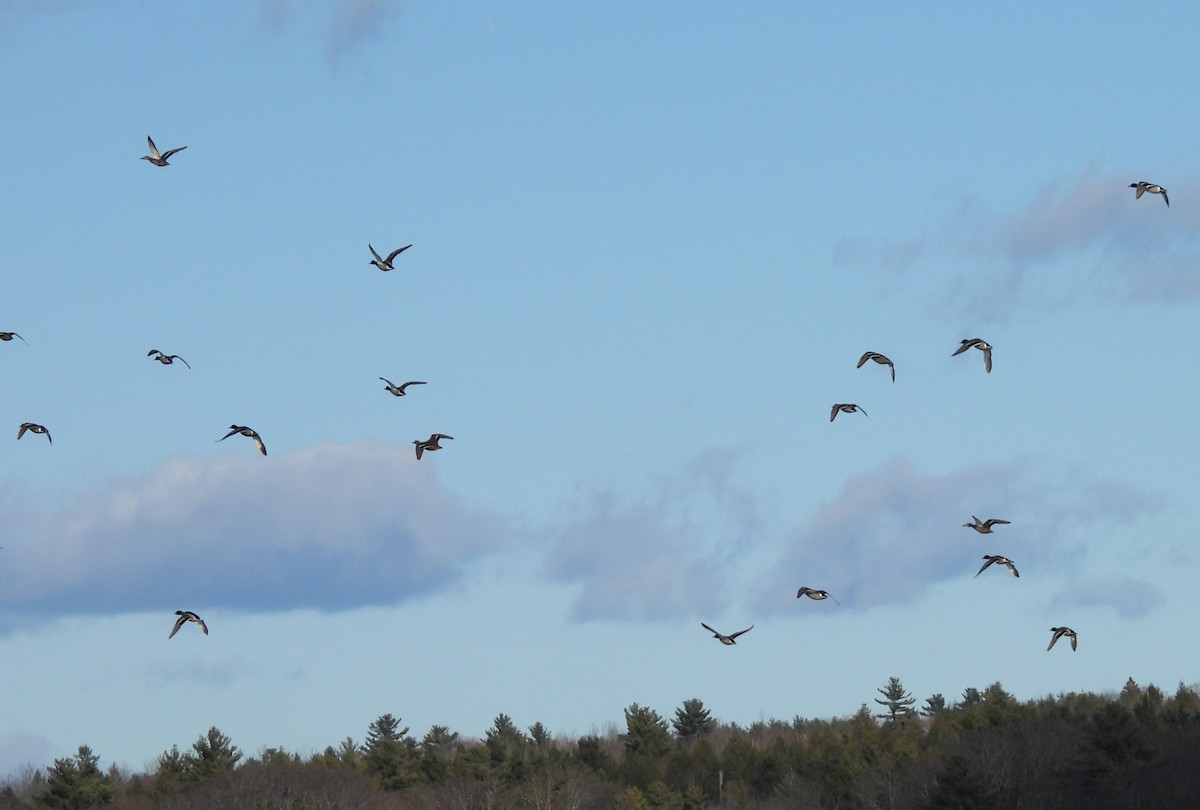 Basahatea - ML646197995