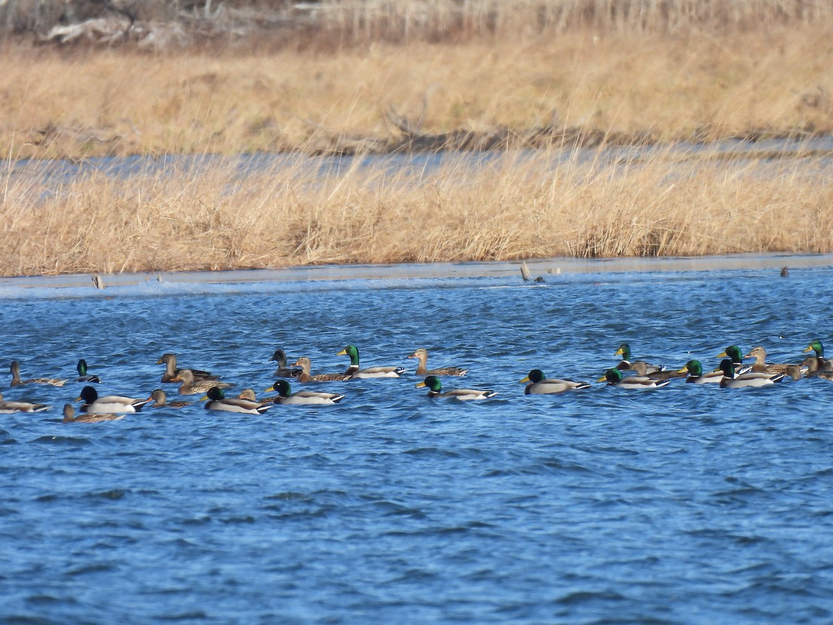 Basahatea - ML646198002