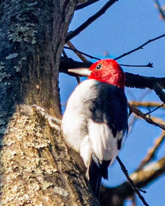 Red-headed Woodpecker - ML646198003