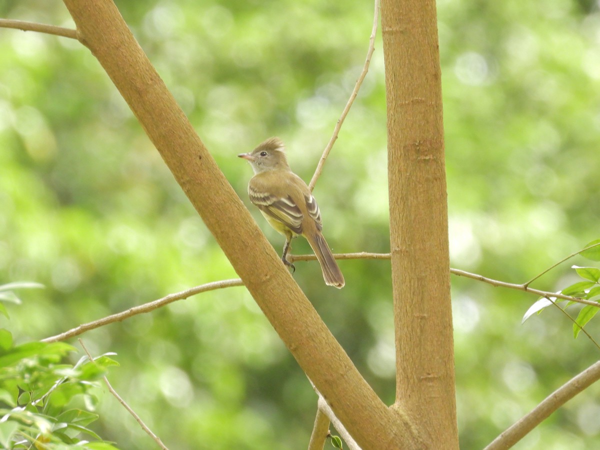 Желтобрюхая эления - ML646198004