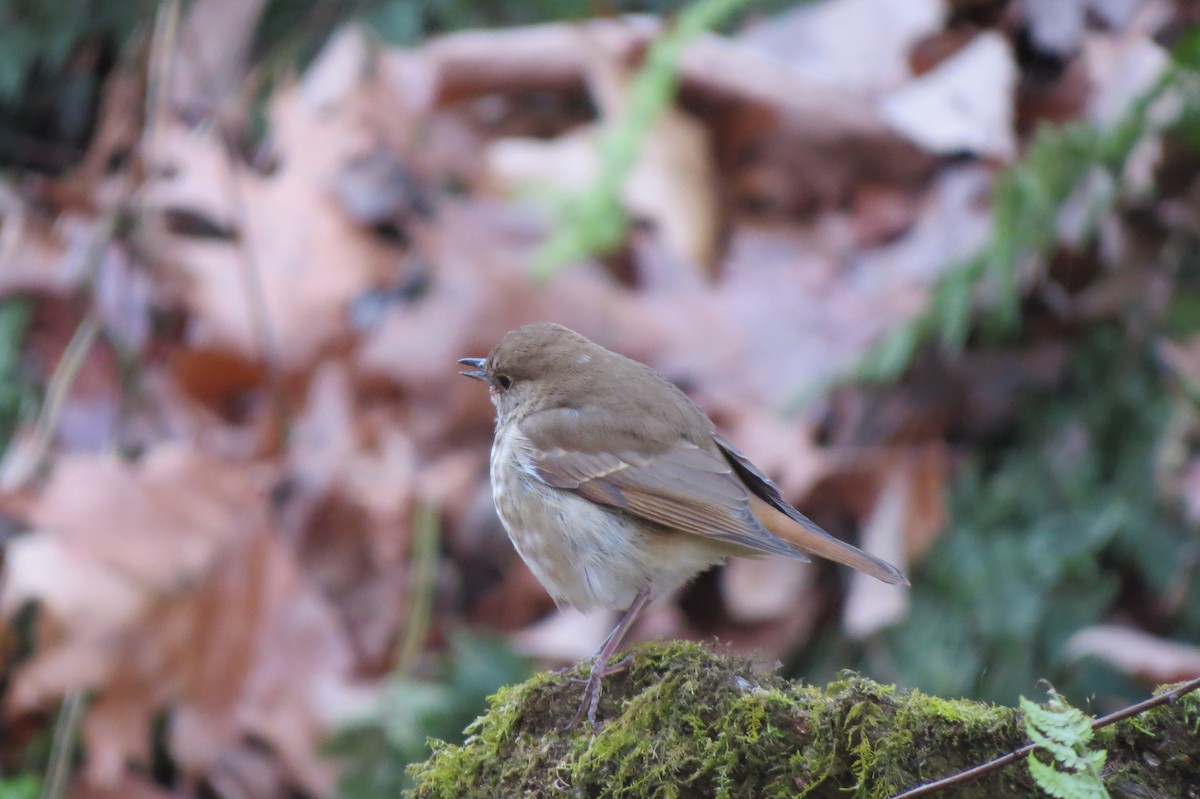 Hermit Thrush - ML646198006
