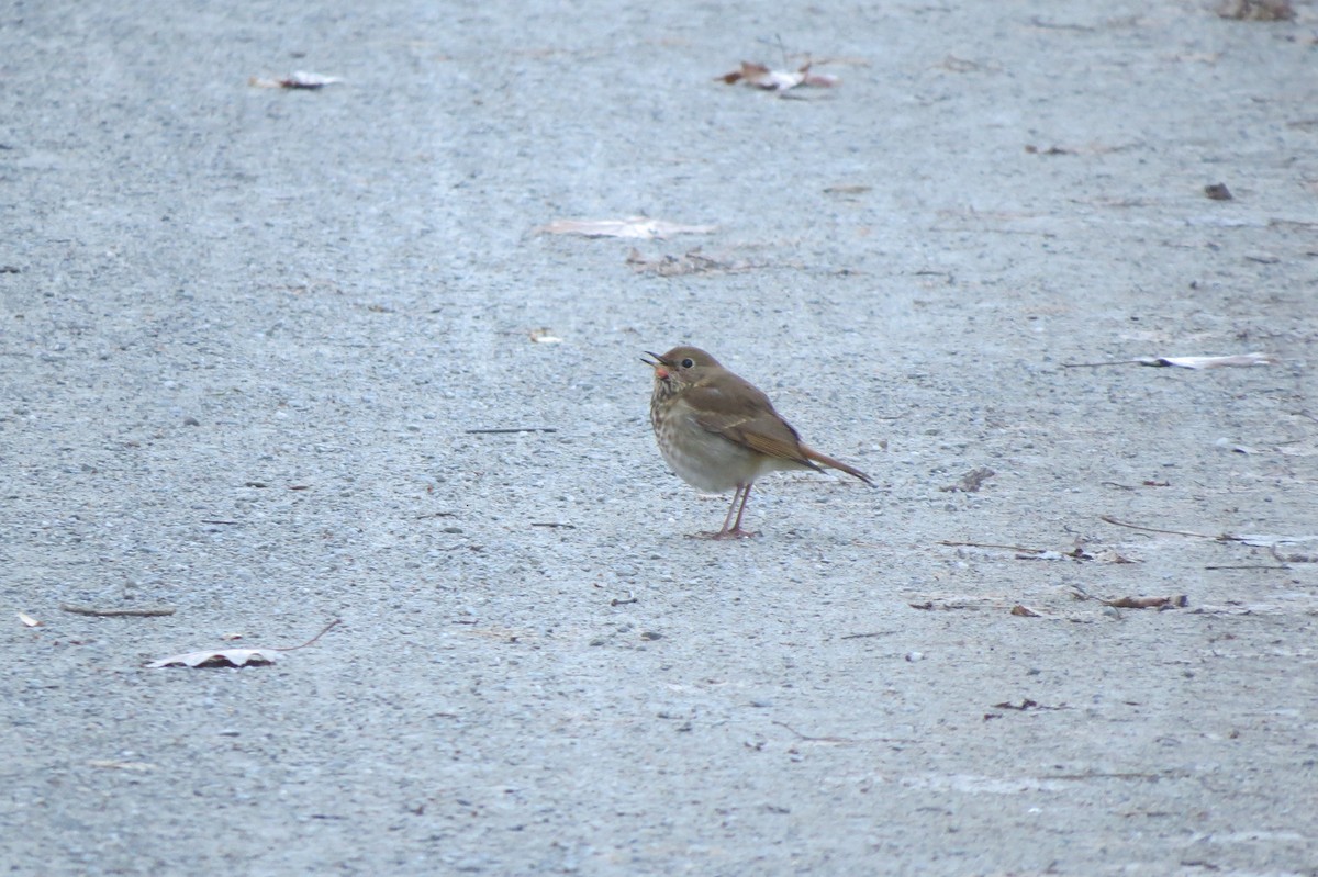 Hermit Thrush - ML646198007