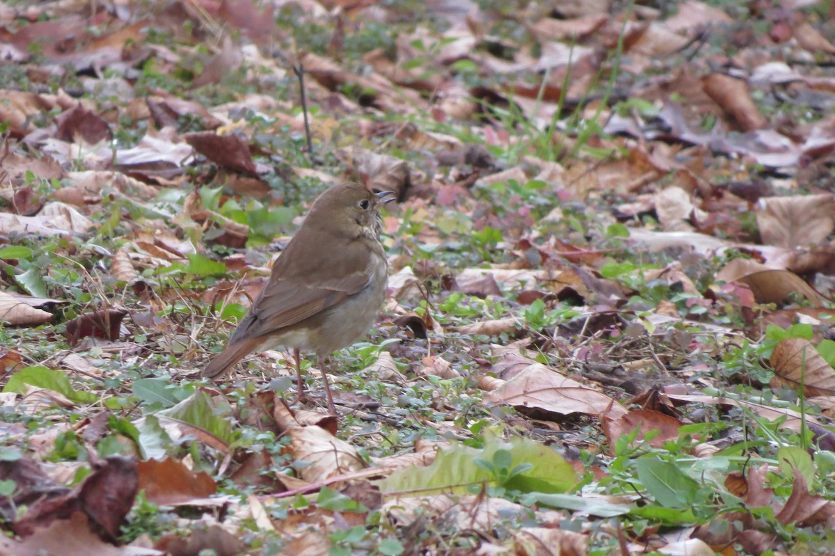 Hermit Thrush - ML646198008