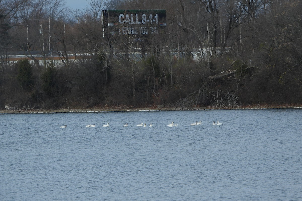 Tundra Swan - ML646198016